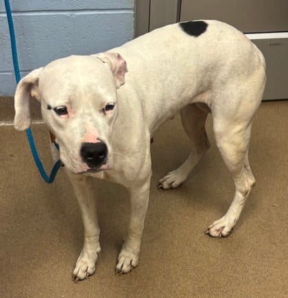 Photo of Nesta, adoptable dog in Chamblee, Georgia