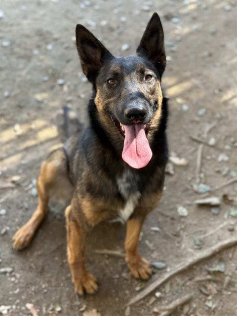 Photo of Rambo, adoptable Belgian Shepherd Malinois in Riverside, California