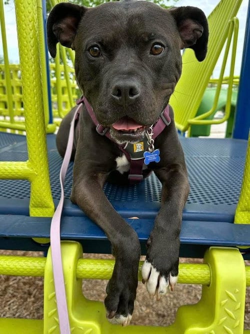 Photo of Rosella (Rosie), adoptable Terrier in St. Louis, Missouri