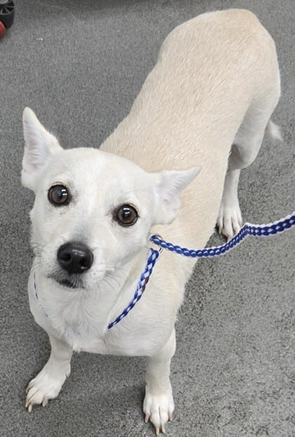 Photo of Sugar, adoptable Chihuahua, Short Coat/Mix in Bakersfield, California