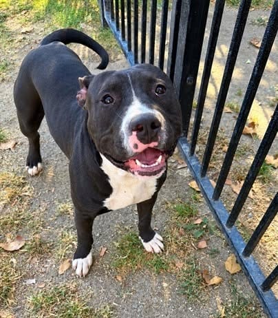 Photo of King, adoptable Pit Bull Terrier in Riverside, California