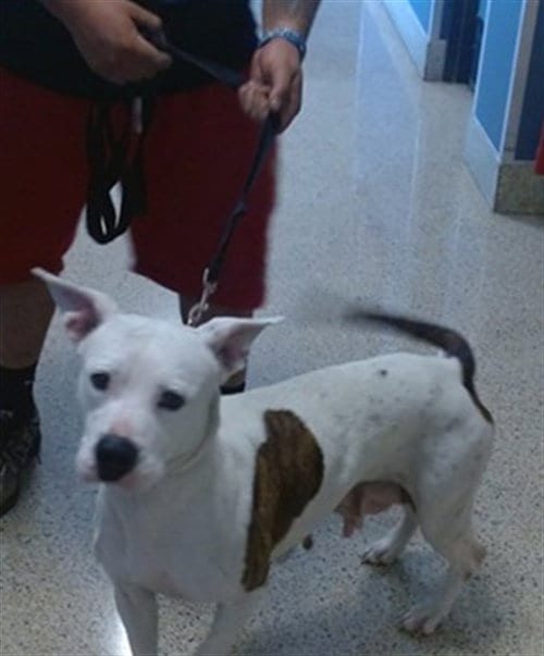 Photo of Bonnie, adoptable American Bulldog in Miami, Florida