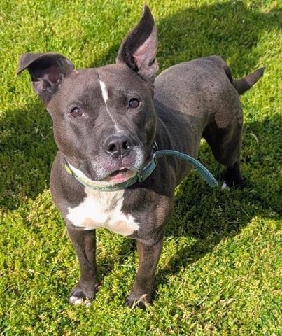 Photo of Dayton, adoptable Pit Bull Terrier in Akron, Ohio