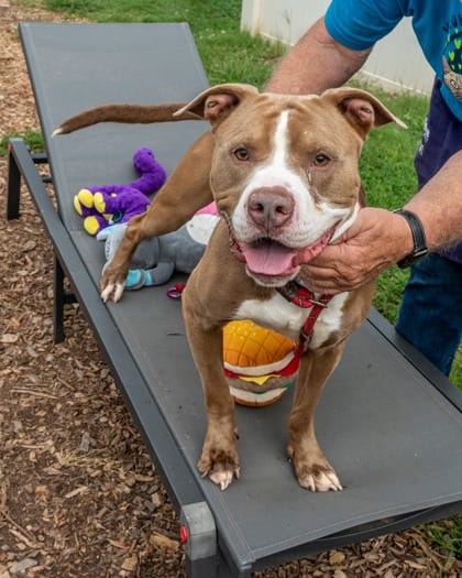 Photo of Captcha, adoptable dog in Chamblee, Georgia