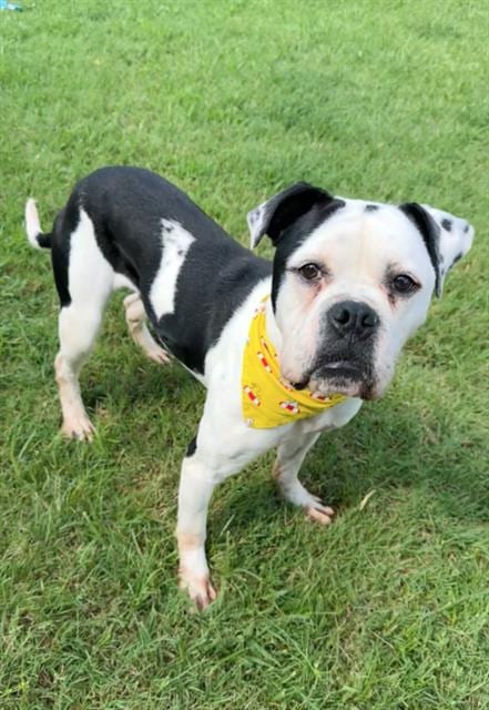 Photo of Curio, adoptable American Bulldog in Haw River, North Carolina
