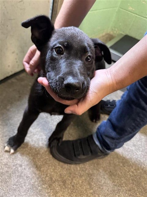 Photo of Benji, adoptable Labrador Retriever in Sacramento, California