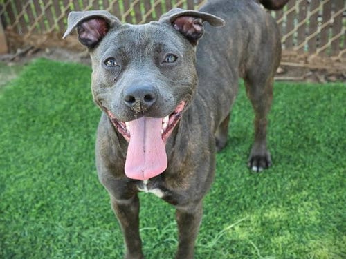 Photo of Molly, adoptable American Staffordshire Terrier in Tallahassee, Florida