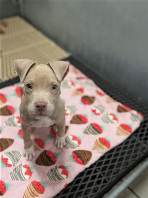 Photo of A524378, adoptable Pit Bull Terrier in Wilmington, North Carolina