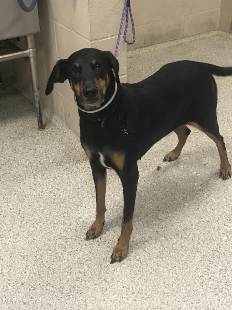 Photo of Peggy, adoptable Doberman Pinscher in Conroe, Texas