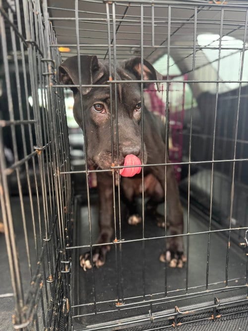 Photo of Foster, adoptable Shar Pei in Jacksonville, North Carolina