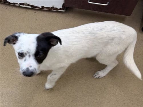 Photo of Hailey, adoptable Australian Cattle Dog/Blue Heeler in Derwood, Maryland