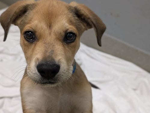 Photo of Gemma, adoptable Pit Bull Terrier in Las Vegas, Nevada