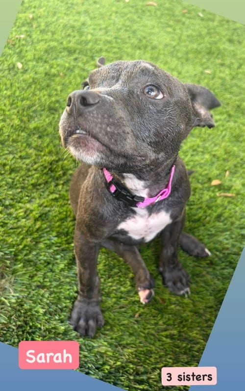 Photo of Sanderson Sisters - Sarah, adoptable American Staffordshire Terrier in San Diego, California