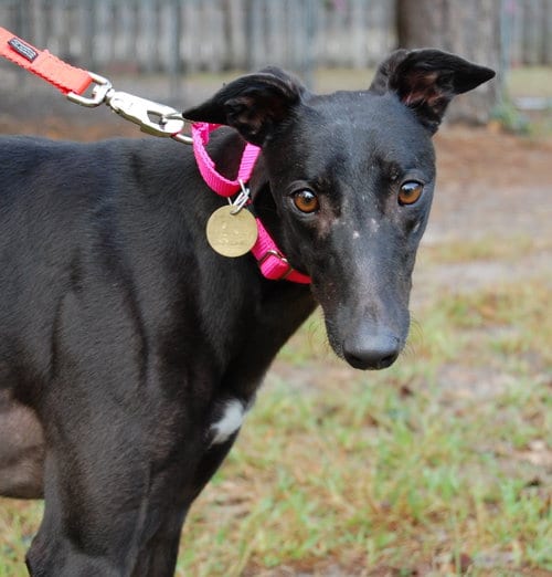 Photo of Free Hopper, adoptable Greyhound in Millsboro DELAWARE, New Jersey