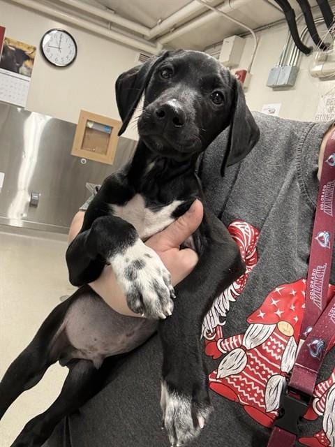 Photo of Space Dude, adoptable Hound in Fairbanks, Alaska