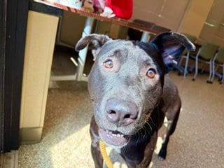 Photo of Andrew Jackson, adoptable American Staffordshire Terrier in Clyde, North Carolina