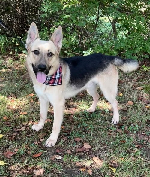Photo of Carhartt, adoptable German Shepherd Dog in Spring Lake, New Jersey