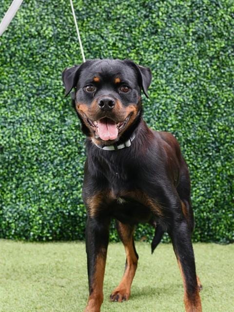 Photo of Dahlia, adoptable Rottweiler in Naples, Florida