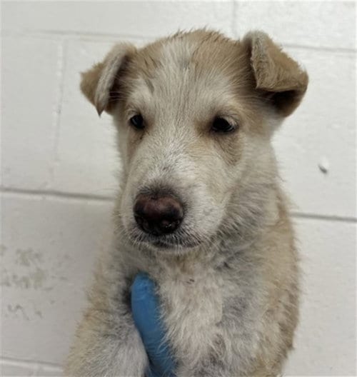 Photo of Jasper, adoptable German Shepherd Dog in San Bernardino, California