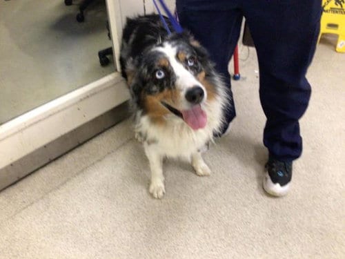 Photo of Boyz, adoptable Australian Shepherd in Riverside, California