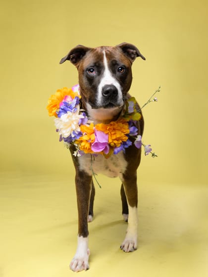 Photo of Dessa, adoptable dog in Atlanta, Georgia