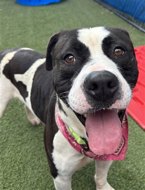 Photo of Teddy, adoptable American Bulldog in Miami, Florida