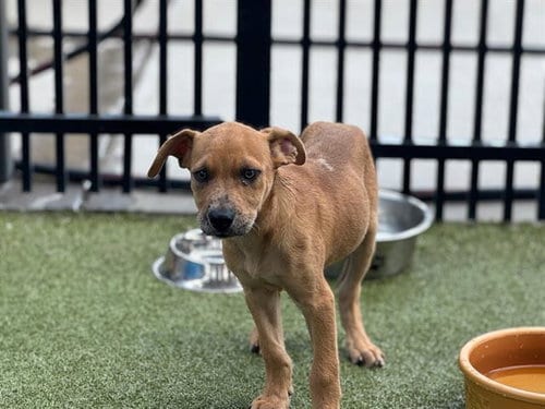 Photo of Robbin, adoptable American Staffordshire Terrier in Waco, Texas