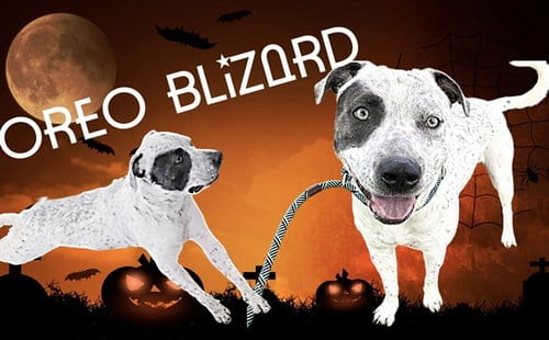 Photo of Oreo Blizard, adoptable Pit Bull Terrier in Albuquerque, New Mexico