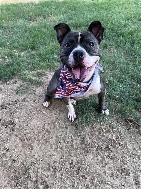 Photo of Thor, adoptable Pit Bull Terrier in Plano, Texas