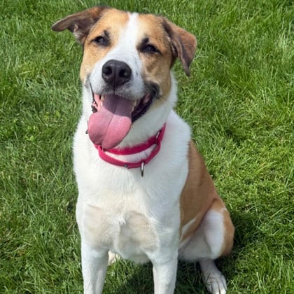 Photo of Folgers, adoptable Mixed Breed in Montpelier, Vermont