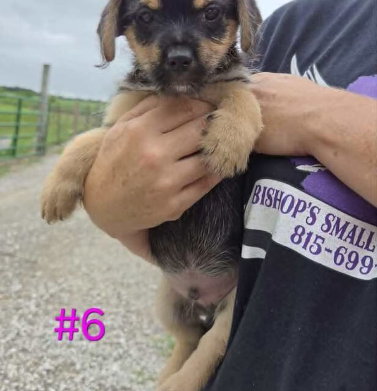 Photo of Fiddle, adoptable Rat Terrier Yorkie, Yorkshire Terrier in Waterloo, Illinois