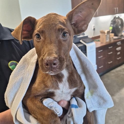 Photo of Christopher, adoptable Australian Cattle Dog/Blue Heeler in Bradenton, Florida