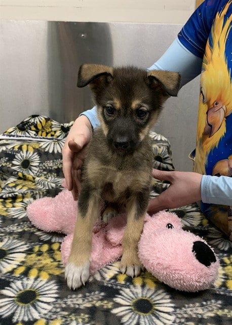 Photo of Harper, adoptable Husky in Fairbanks, Alaska