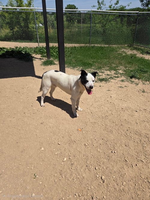 Photo of T-rex, adoptable Canaan Dog in Maquoketa, Iowa