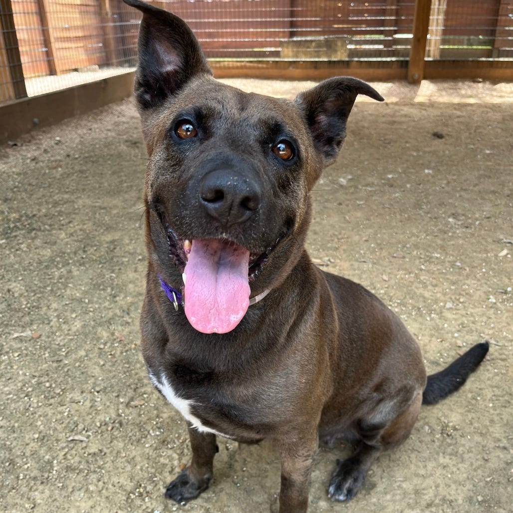 Photo of Coco, adoptable Terrier, American Pit Bull / Mix in Houston, Texas