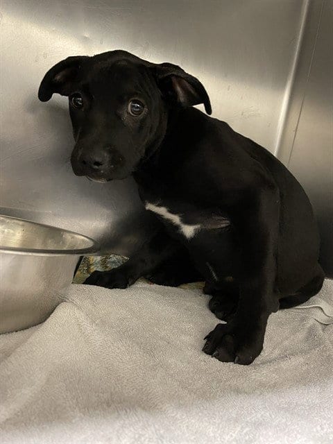 Photo of Tyrannus, adoptable American Staffordshire Terrier in Waco, Texas