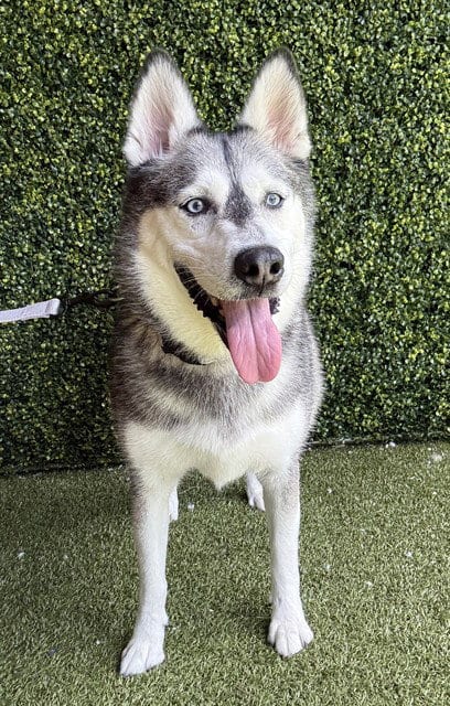 Photo of Cece, adoptable Siberian Husky in Naples, Florida