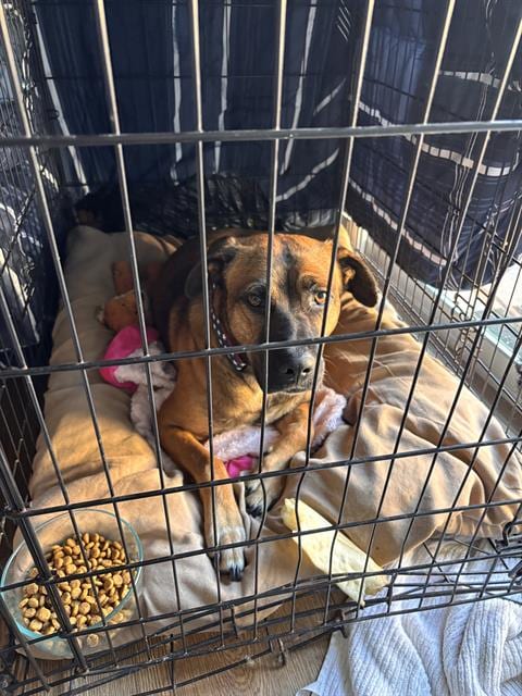 Photo of Houston, adoptable Pit Bull Terrier in Bakersfield, California