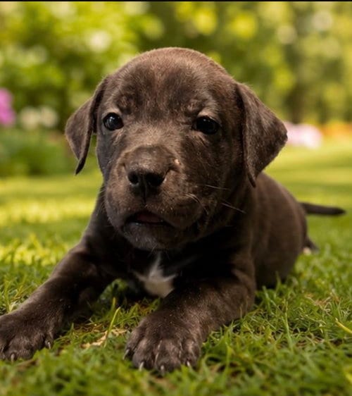 Photo of Ariel, adoptable Labrador Retriever in Margate, Florida