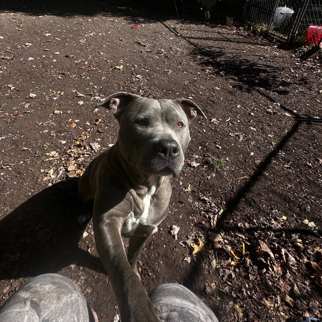 Photo of Leia, adoptable Terrier, American Pit Bull in Middletown, New York