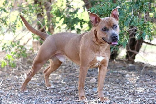 Photo of Duke, adoptable Pit Bull Terrier in Albuquerque, New Mexico