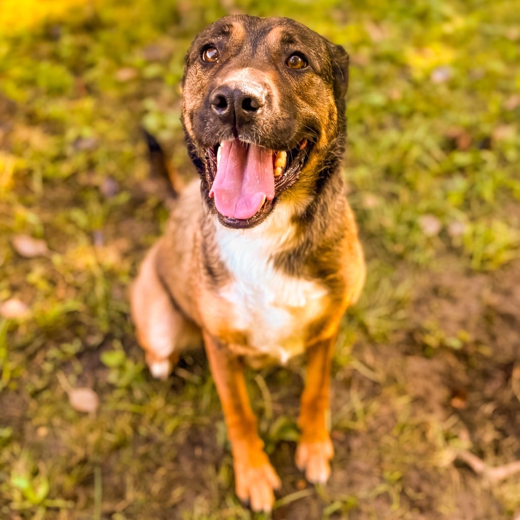 Photo of Ava, adoptable Shepherd, German / Mixed Breed (Medium) in Ohio, Ohio