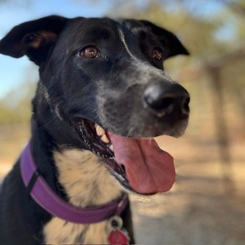 Photo of Willow, adoptable Collie, Border / Mixed Breed (Large) in San Francisco, California
