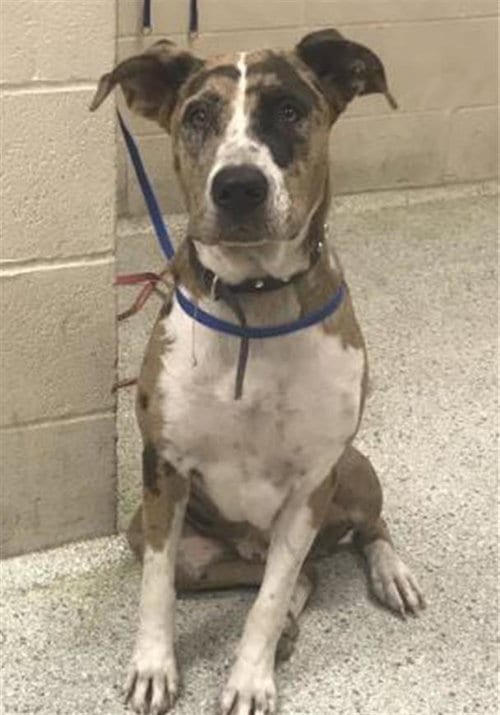 Photo of A432835, adoptable Catahoula Leopard Dog in Conroe, Texas