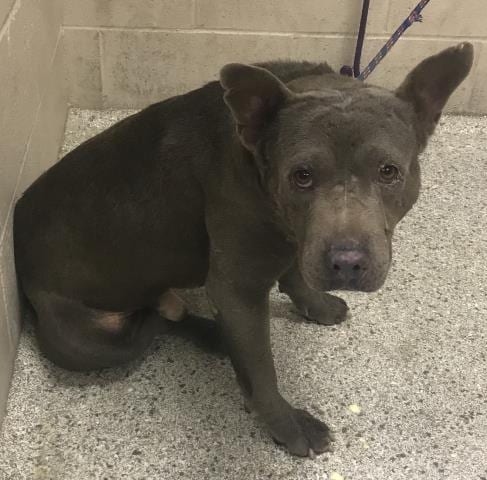 Photo of Ike, adoptable Pit Bull Terrier in Conroe, Texas