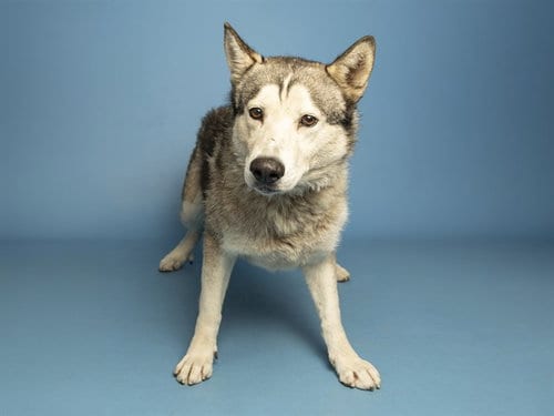 Photo of Squiggles, adoptable Siberian Husky in Phoenix, Arizona