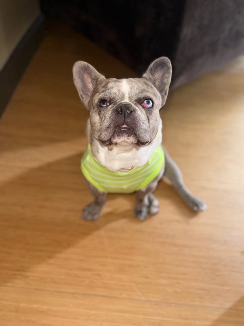 Photo of Arloh, adoptable French Bulldog in Sandy, Utah