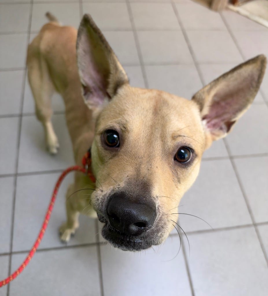 Photo of Butters, adoptable Shepherd in Little Rock, Arkansas