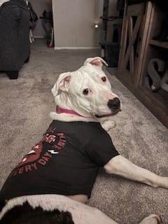 Photo of Michelle, adoptable dog in Chamblee, Georgia