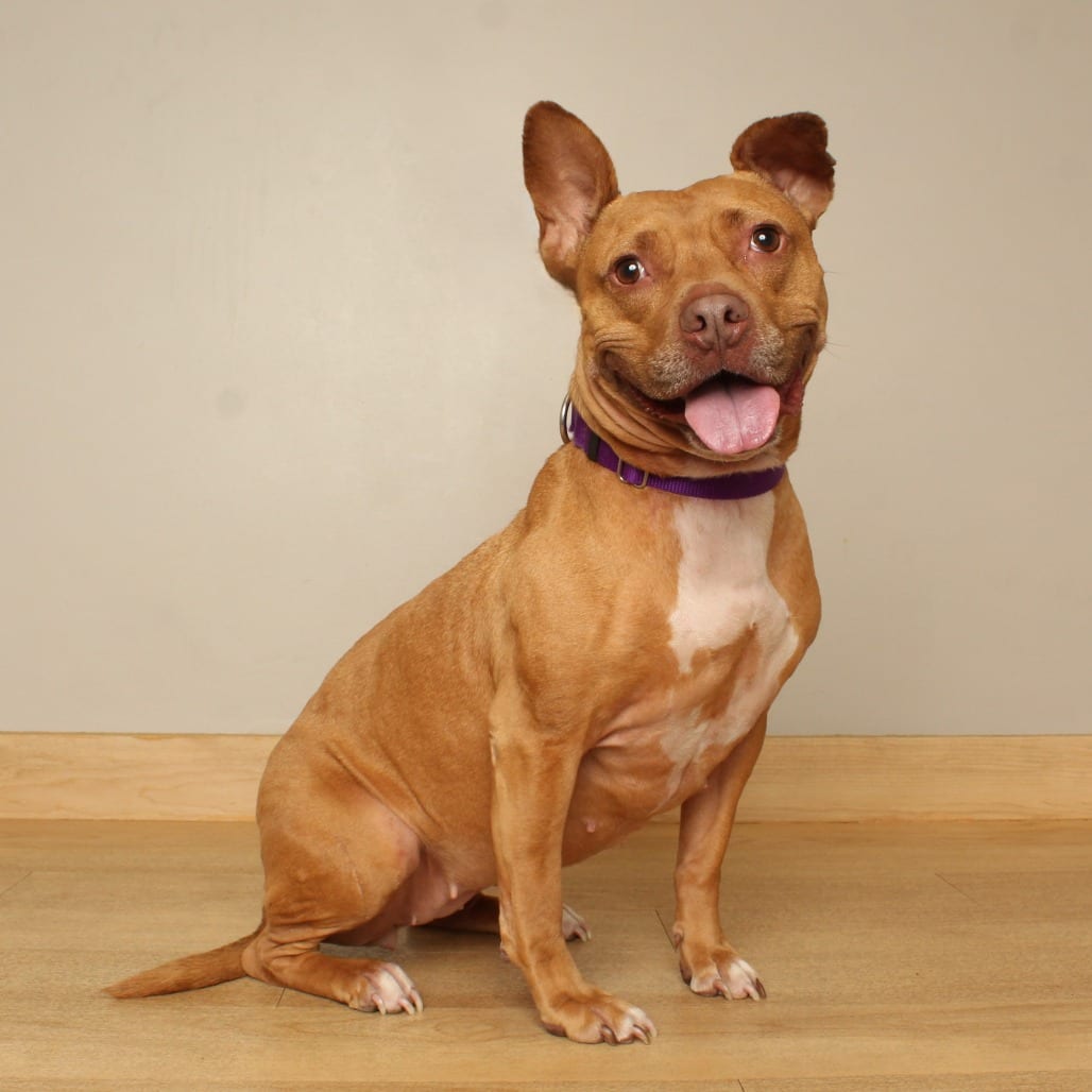 Photo of Pixies D7781, adoptable Terrier, American Pit Bull in Minnesota, Minnesota